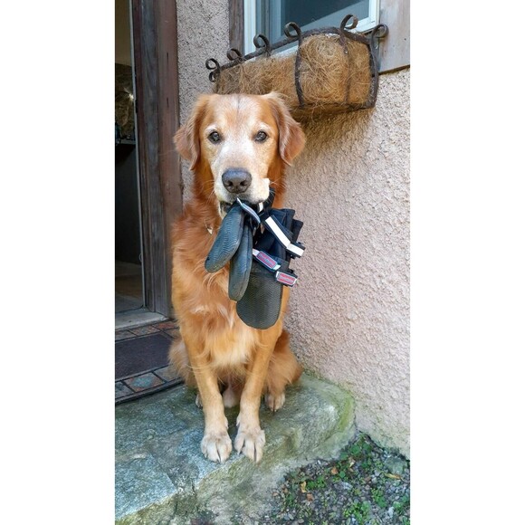 All Weather Neoprene Paw Protector Dog Boots, Reflective Velcro, M, 4 Shoes - Picture 7 of 10